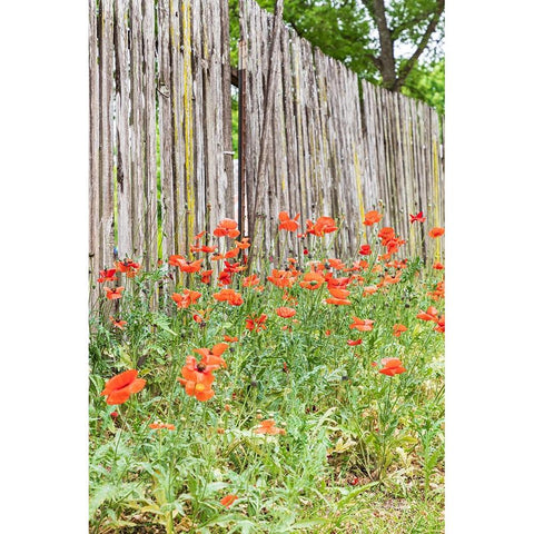 Castroville-Texas-USA-Poppies and wooden fence in the Texas Hill Country Black Modern Wood Framed Art Print with Double Matting by Wilson, Emily M.