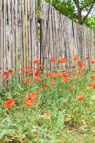 Castroville-Texas-USA-Poppies and wooden fence in the Texas Hill Country White Modern Wood Framed Art Print with Double Matting by Wilson, Emily M.