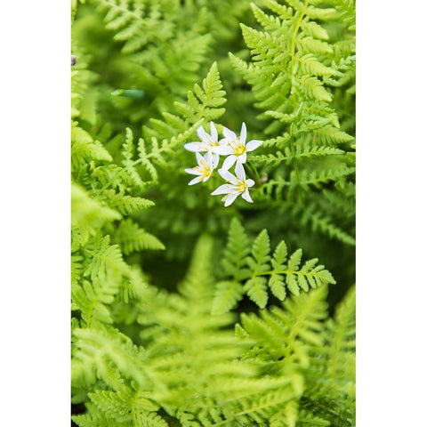 Castroville-Texas-USA-Ferns in the Texas Hill Country Black Modern Wood Framed Art Print by Wilson, Emily M.