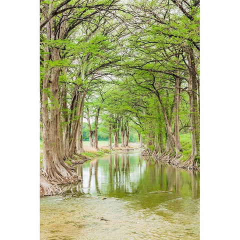 Waring-Texas-USA-Trees along the Guadalupe River in the Texas Hill Country Black Modern Wood Framed Art Print by Wilson, Emily M.