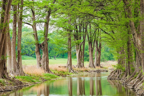Waring-Texas-USA-Trees along the Guadalupe River in the Texas Hill Country Black Ornate Wood Framed Art Print with Double Matting by Wilson, Emily M.