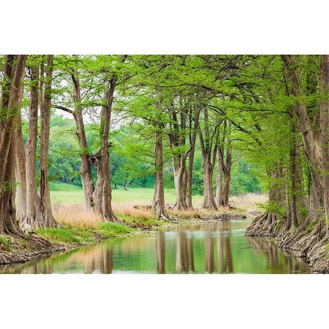 Waring-Texas-USA-Trees along the Guadalupe River in the Texas Hill Country Gold Ornate Wood Framed Art Print with Double Matting by Wilson, Emily M.