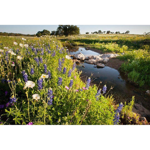 Wildflowers Black Modern Wood Framed Art Print by Ditto, Larry