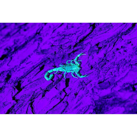 Bark Scorpion (Centruroides Vittatus) on mesquite bark Black Modern Wood Framed Art Print by Ditto, Larry