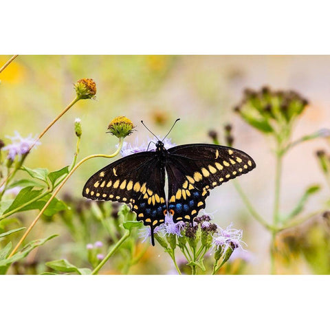 Black swallowtail butterfly feeding Black Modern Wood Framed Art Print with Double Matting by Ditto, Larry