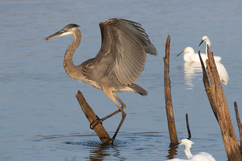 Great blue heron (Ardea Herodias) landing Black Ornate Wood Framed Art Print with Double Matting by Ditto, Larry