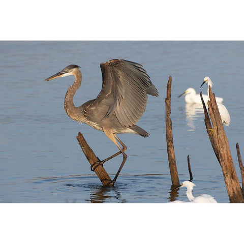 Great blue heron (Ardea Herodias) landing Black Modern Wood Framed Art Print with Double Matting by Ditto, Larry