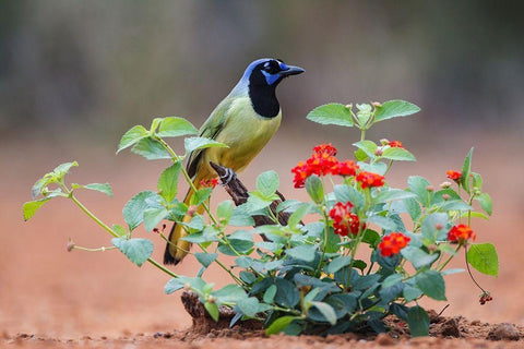 Green jay (Cyanocorax Yncas) perched in wildflowers White Modern Wood Framed Art Print with Double Matting by Ditto, Larry