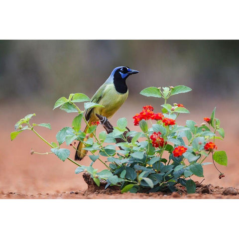 Green jay (Cyanocorax Yncas) perched in wildflowers Black Modern Wood Framed Art Print by Ditto, Larry