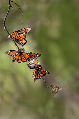 Monarch (Danaus Plexippus) roosting White Modern Wood Framed Art Print with Double Matting by Ditto, Larry