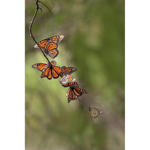 Monarch (Danaus Plexippus) roosting Black Modern Wood Framed Art Print by Ditto, Larry