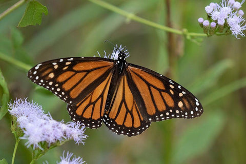 Monarch (Danaus Plexippus) feeding White Modern Wood Framed Art Print with Double Matting by Ditto, Larry
