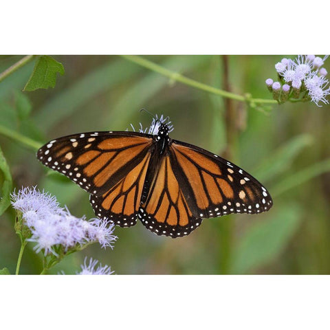 Monarch (Danaus Plexippus) feeding Black Modern Wood Framed Art Print by Ditto, Larry