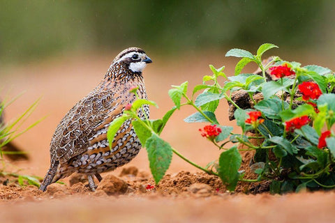 Northern bobwhite (Colinus virginianus) foraging Black Ornate Wood Framed Art Print with Double Matting by Ditto, Larry