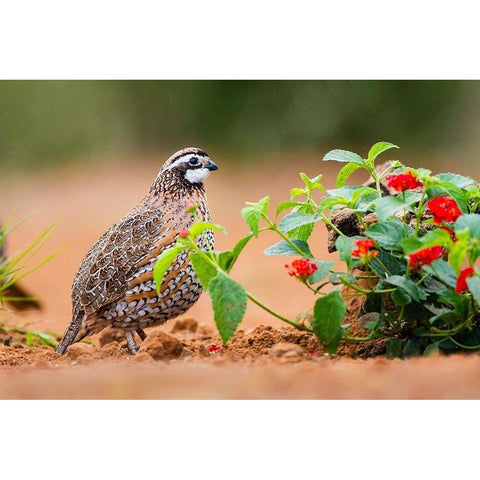 Northern bobwhite (Colinus virginianus) foraging Black Modern Wood Framed Art Print by Ditto, Larry