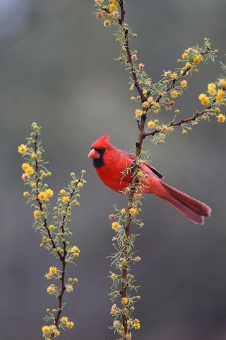 Northern cardinal perched in tree White Modern Wood Framed Art Print with Double Matting by Ditto, Larry