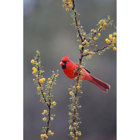 Northern cardinal perched in tree Black Modern Wood Framed Art Print by Ditto, Larry