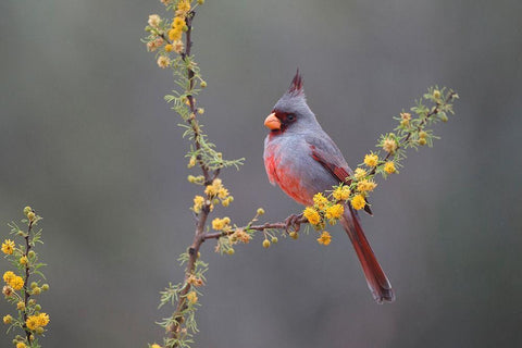Pyrrhuloxia (Cardinalis sinuatus) perched in blooming Huisachillo bush Black Ornate Wood Framed Art Print with Double Matting by Ditto, Larry