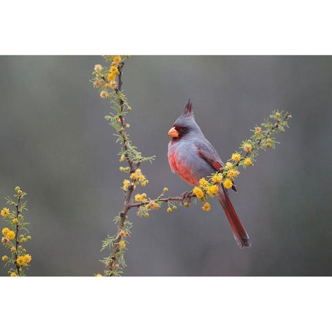Pyrrhuloxia (Cardinalis sinuatus) perched in blooming Huisachillo bush Black Modern Wood Framed Art Print by Ditto, Larry