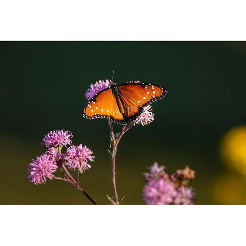 Queen (Danaus gilippus) feeding at aster flowers White Modern Wood Framed Art Print by Ditto, Larry