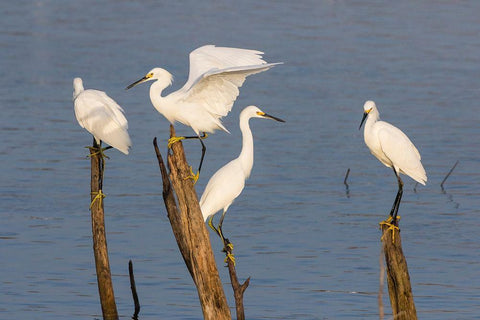 Snowy egrets (Egretta thula) perched White Modern Wood Framed Art Print with Double Matting by Ditto, Larry