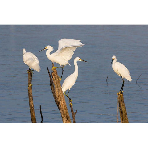 Snowy egrets (Egretta thula) perched White Modern Wood Framed Art Print by Ditto, Larry