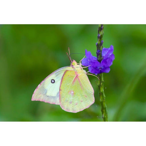 Southern dogface (Colias cesonia) butterfly feeding Black Modern Wood Framed Art Print by Ditto, Larry