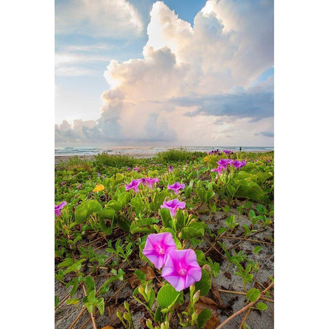 Beach morning glory in bloom White Modern Wood Framed Art Print by Ditto, Larry