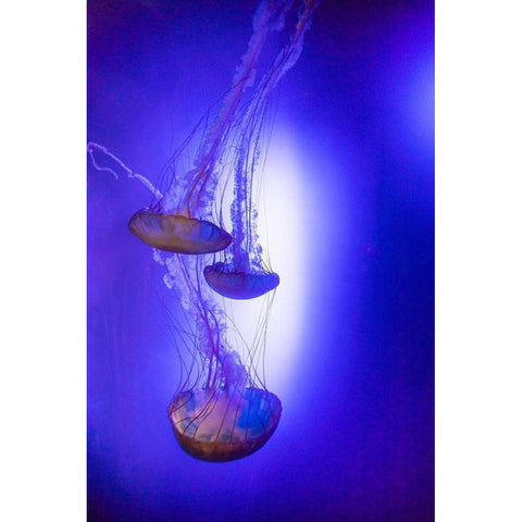 Jellyfish in aquarium exhibit Black Modern Wood Framed Art Print by Ditto, Larry