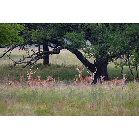 Axis Deer (Axis axis) herd Black Modern Wood Framed Art Print by Ditto, Larry