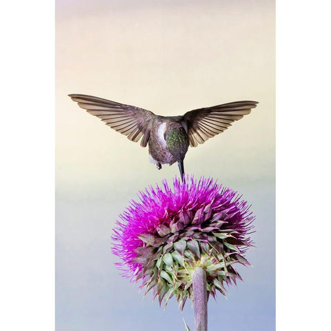 Black-chinned Hummingbird (Archilochus alexandri) feeding at thistle flowers Gold Ornate Wood Framed Art Print with Double Matting by Ditto, Larry