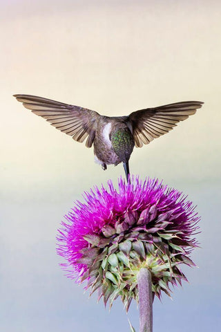 Black-chinned Hummingbird (Archilochus alexandri) feeding at thistle flowers Black Ornate Wood Framed Art Print with Double Matting by Ditto, Larry