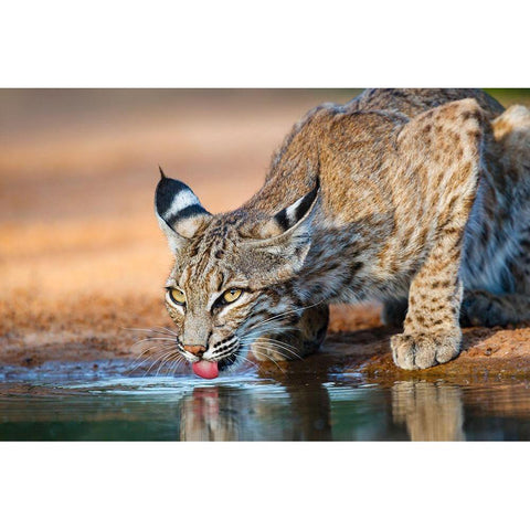 Bobcat (Lynx rufus) drinking Black Modern Wood Framed Art Print with Double Matting by Ditto, Larry