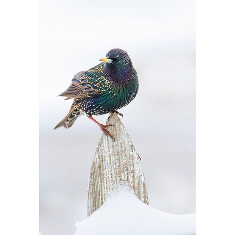 European Starling (Sturnus vulgaris) on picket fence Gold Ornate Wood Framed Art Print with Double Matting by Ditto, Larry