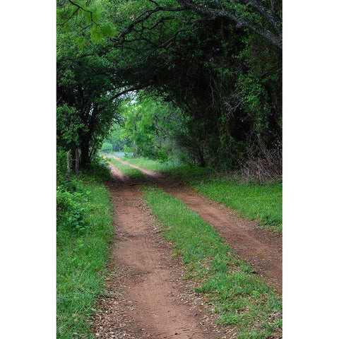 Farm road and pathway Black Modern Wood Framed Art Print by Ditto, Larry