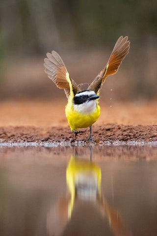 Great Kiskadee (Pitangus sulphuratus) flushing White Modern Wood Framed Art Print with Double Matting by Ditto, Larry