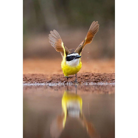Great Kiskadee (Pitangus sulphuratus) flushing Gold Ornate Wood Framed Art Print with Double Matting by Ditto, Larry