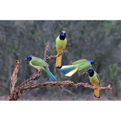 Green Jays (Cyanocorax yncas) perched Black Modern Wood Framed Art Print by Ditto, Larry