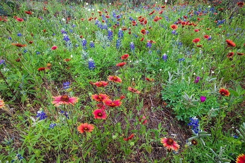 Firewheels and Bluebonnets White Modern Wood Framed Art Print with Double Matting by Ditto, Larry