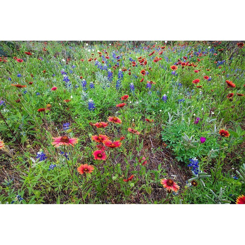 Firewheels and Bluebonnets Gold Ornate Wood Framed Art Print with Double Matting by Ditto, Larry