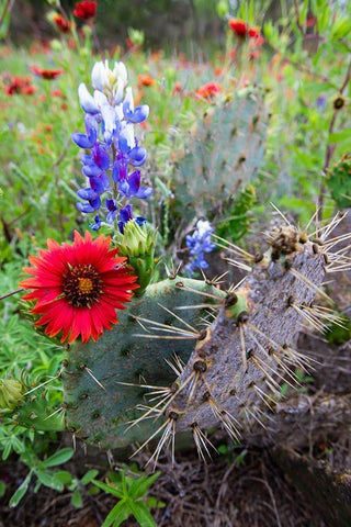 Firewheels and Bluebonnets with Prickly Pear Cactus Black Ornate Wood Framed Art Print with Double Matting by Ditto, Larry