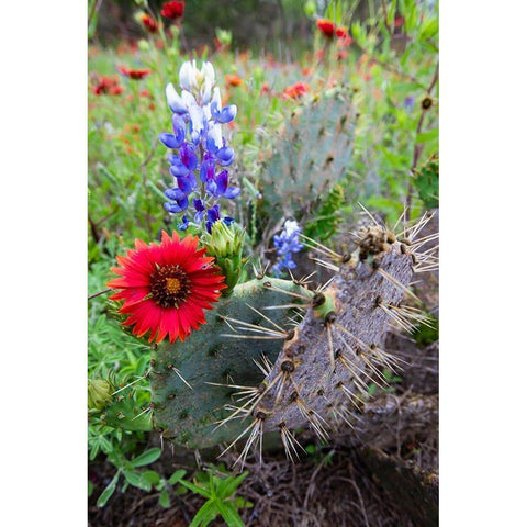Firewheels and Bluebonnets with Prickly Pear Cactus Black Modern Wood Framed Art Print by Ditto, Larry