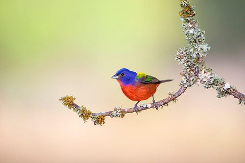 Painted Bunting (Passerina ciris) perched on lichen-covered limb White Modern Wood Framed Art Print with Double Matting by Ditto, Larry