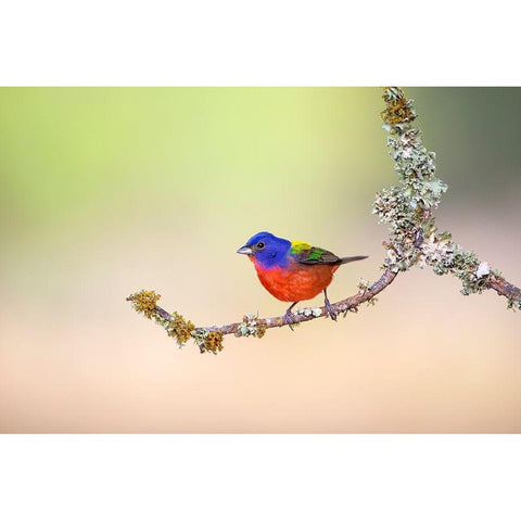 Painted Bunting (Passerina ciris) perched on lichen-covered limb Black Modern Wood Framed Art Print with Double Matting by Ditto, Larry