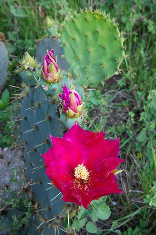 Prickly Pear Cactus (Opuntia sp) blooming White Modern Wood Framed Art Print with Double Matting by Ditto, Larry