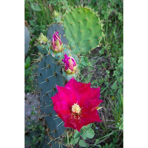 Prickly Pear Cactus (Opuntia sp) blooming Black Modern Wood Framed Art Print by Ditto, Larry