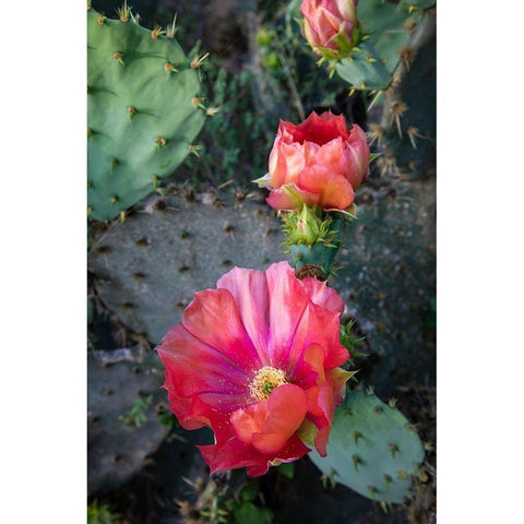 Prickly Pear Cactus (Opuntia sp) blooming Black Modern Wood Framed Art Print by Ditto, Larry