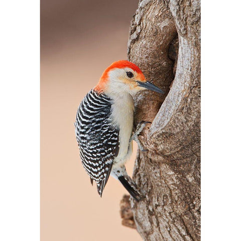 Red-bellied Woodpecker (Melanerpes carolinus) foraging Black Modern Wood Framed Art Print by Ditto, Larry