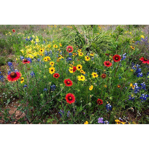 Wildflowers including Slender Greenthread and Firewheel Black Modern Wood Framed Art Print by Ditto, Larry