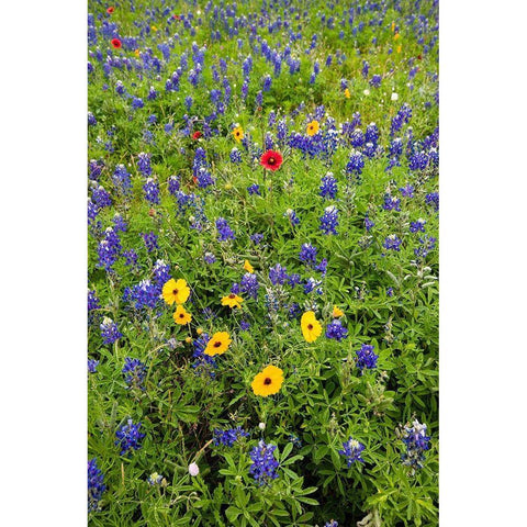 Wildflowers including Texas Bluebonnets (Lupinus texensis) and Slender Greenthread Black Modern Wood Framed Art Print by Ditto, Larry